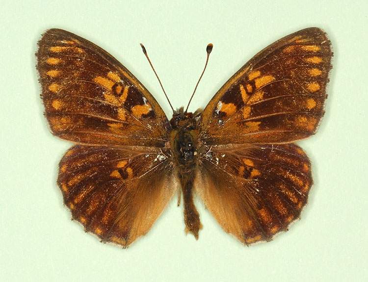 Argynnis aglaja male (aberrant form viridiatra) (Internet Image property of respective owner, non-commercial use only)